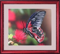 Бабочка   BUTTERFLY 103